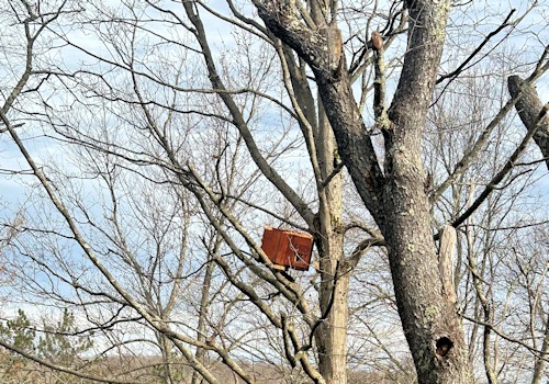 Squirrel Box habitat