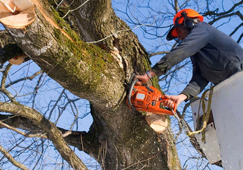 Tree Removal